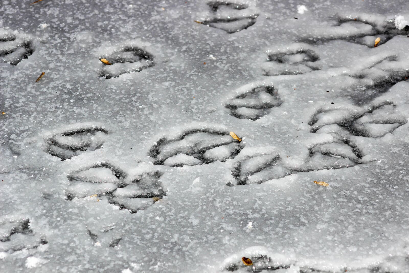 Canon EOS 600D (Rebel EOS T3i / EOS Kiss X5) sample photo. Footprint, snow, cold photography