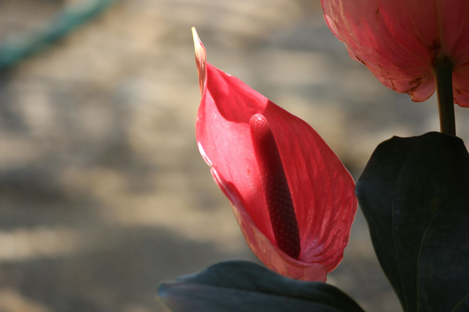 Canon EOS 600D (Rebel EOS T3i / EOS Kiss X5) sample photo. Flower, flowers, cradle of photography
