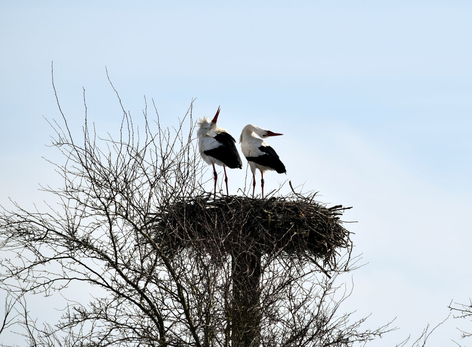Nikon D5300 sample photo. Storks, rattle, rattle stork photography