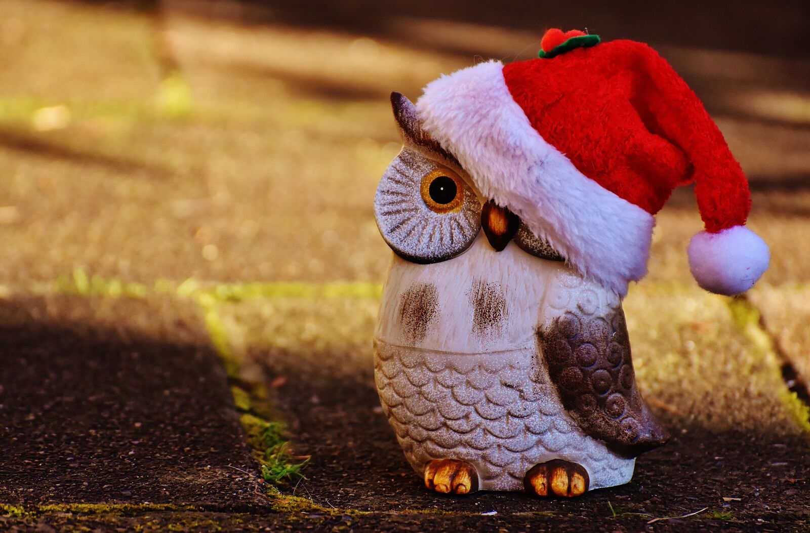 Nikon D7200 sample photo. Christmas, owl, santa hat photography