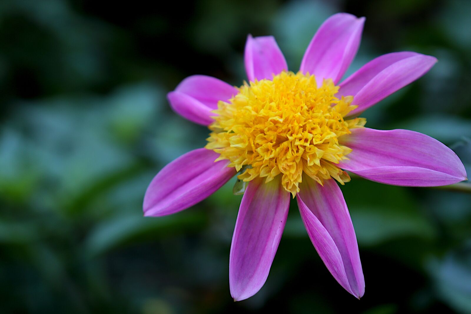 Canon EOS 800D (EOS Rebel T7i / EOS Kiss X9i) + Canon EF-S 18-55mm F4-5.6 IS STM sample photo. Dahlia, flowers, plants photography