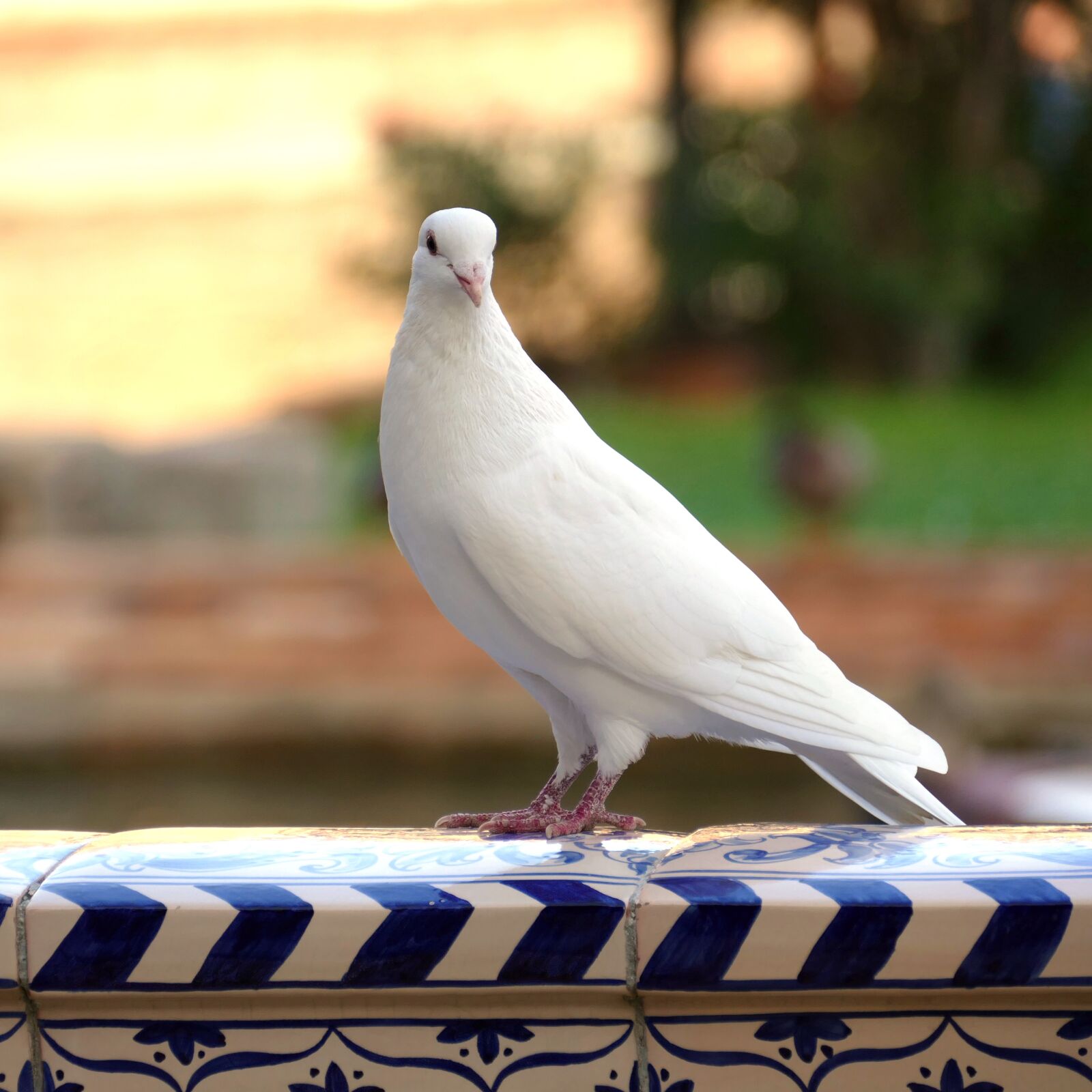 Panasonic Lumix DMC-FZ1000 sample photo. Pigeon, bird, fauna photography