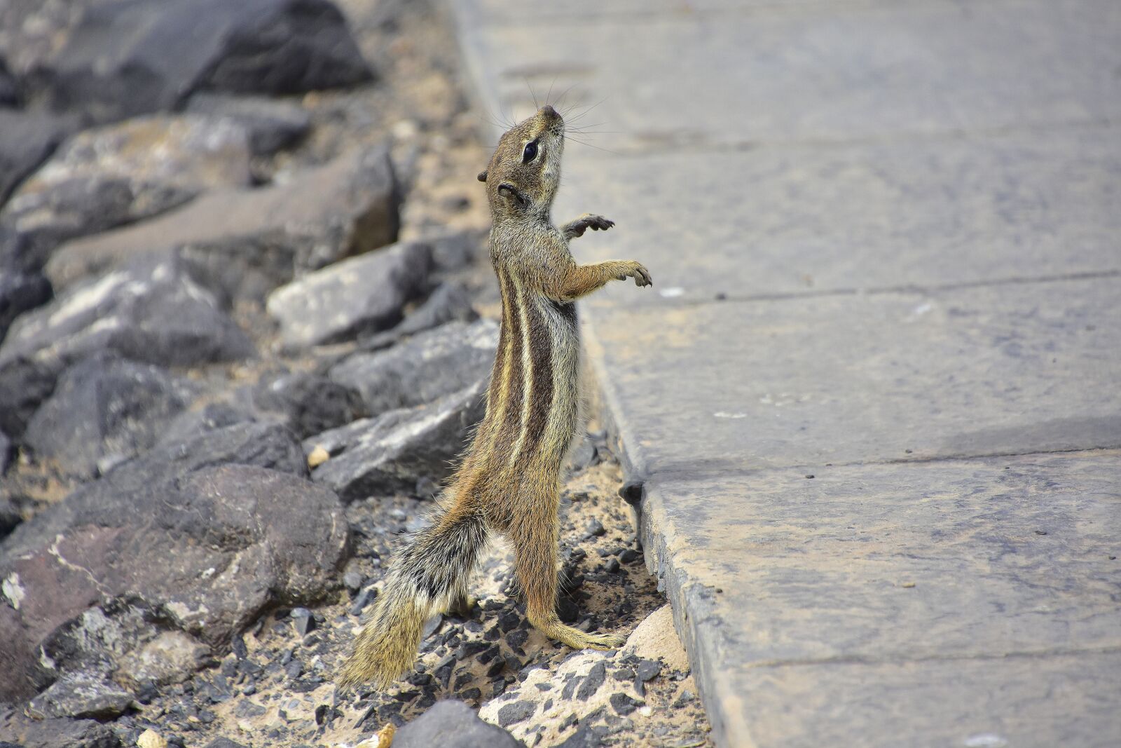 Nikon D7200 sample photo. Squirrel barbary, fuerteventura, rodent photography