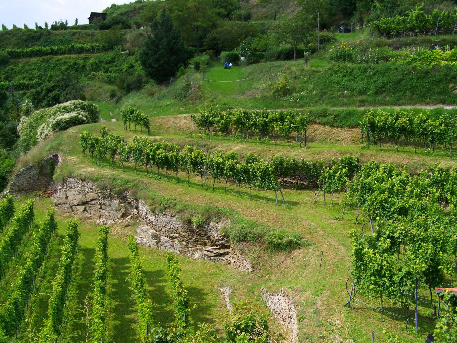 Kodak EASYSHARE ZD710 ZOOM DIGITAL CAMERA sample photo. Terrace viticulture, krems, austria photography