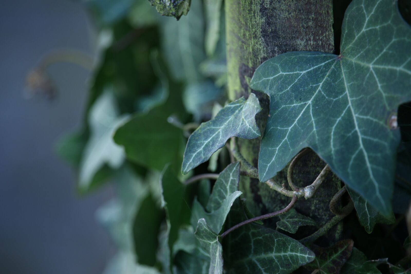 Canon EOS 70D + Canon EF-S 55-250mm F4-5.6 IS STM sample photo. Fence, ivy, old photography