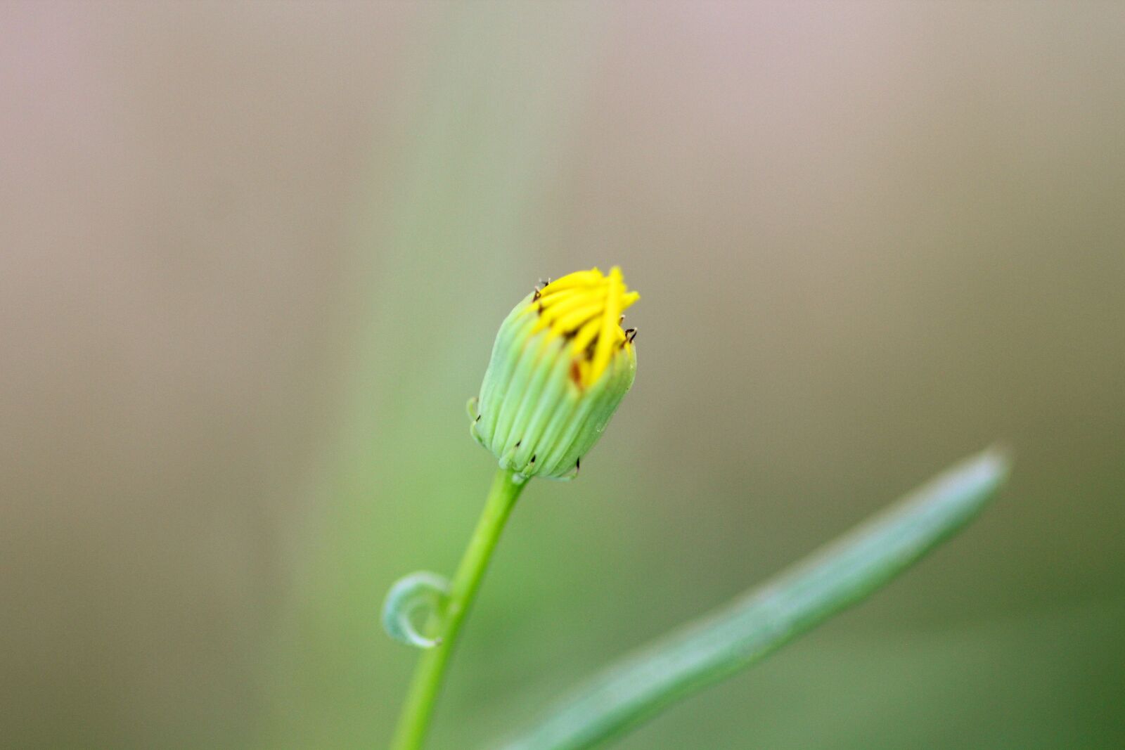 Canon EOS 550D (EOS Rebel T2i / EOS Kiss X4) sample photo. Flowers, nature, spring photography