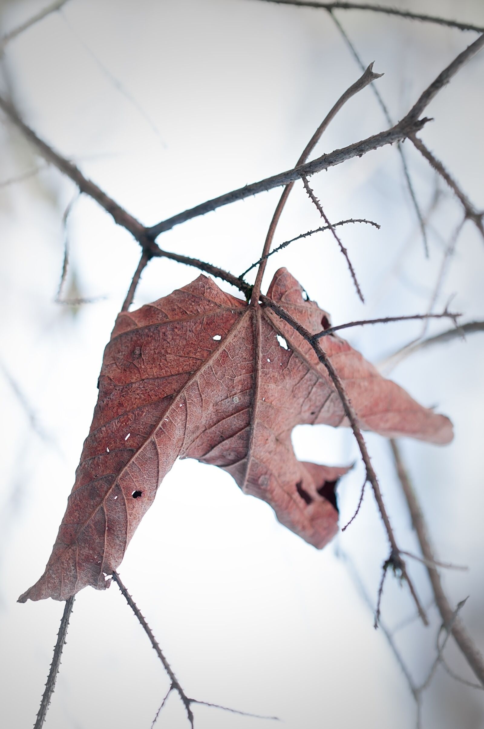Nikon D90 sample photo. Leaf, withered, dry photography