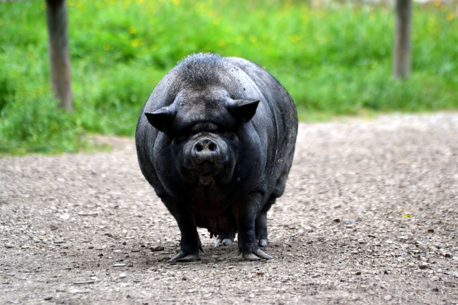 Nikon D3100 sample photo. Pig, zoo, hanging belly photography