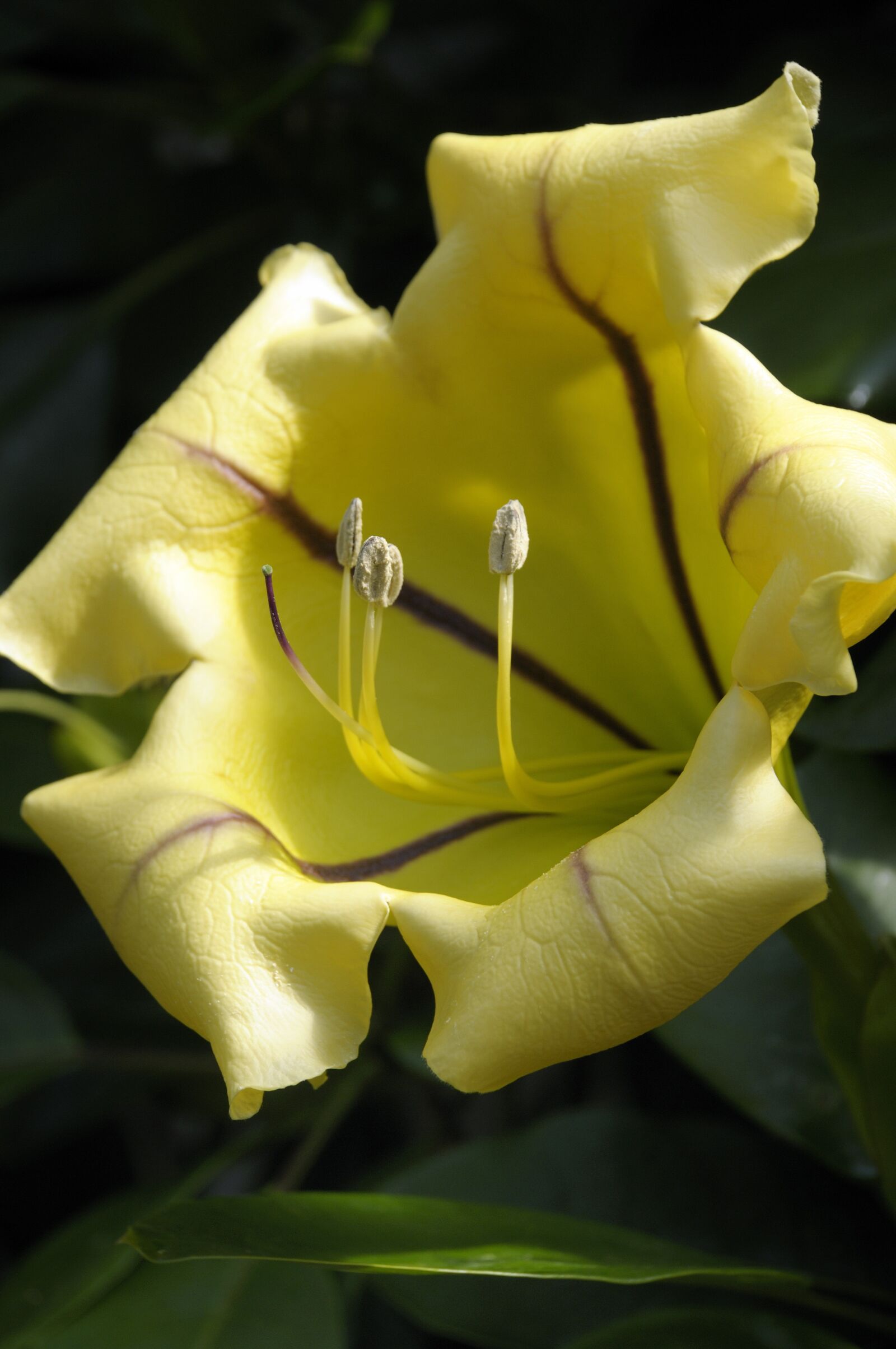 Nikon D300 sample photo. Orchid, flower, blossom photography