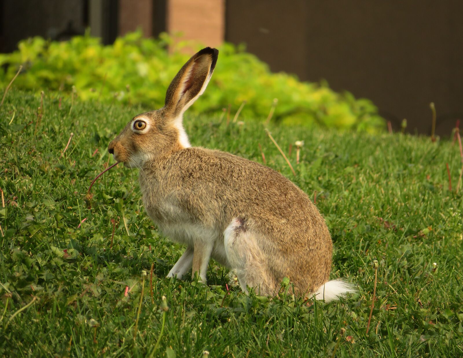 Canon PowerShot SX720 HS sample photo. Rabbit, hare, bunny photography
