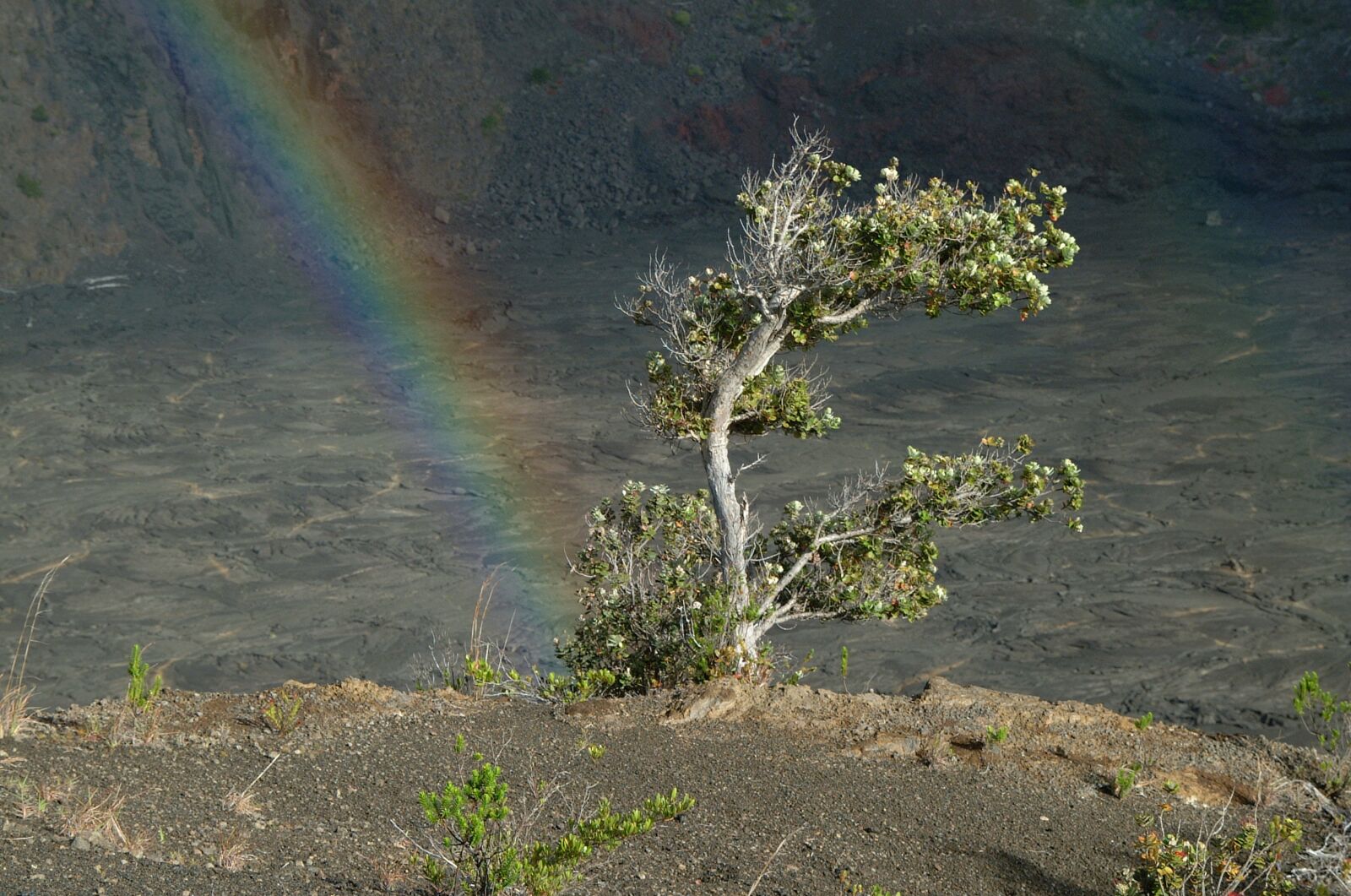 Fujifilm FinePix S1 Pro sample photo. Rainbow, tree, volcano photography