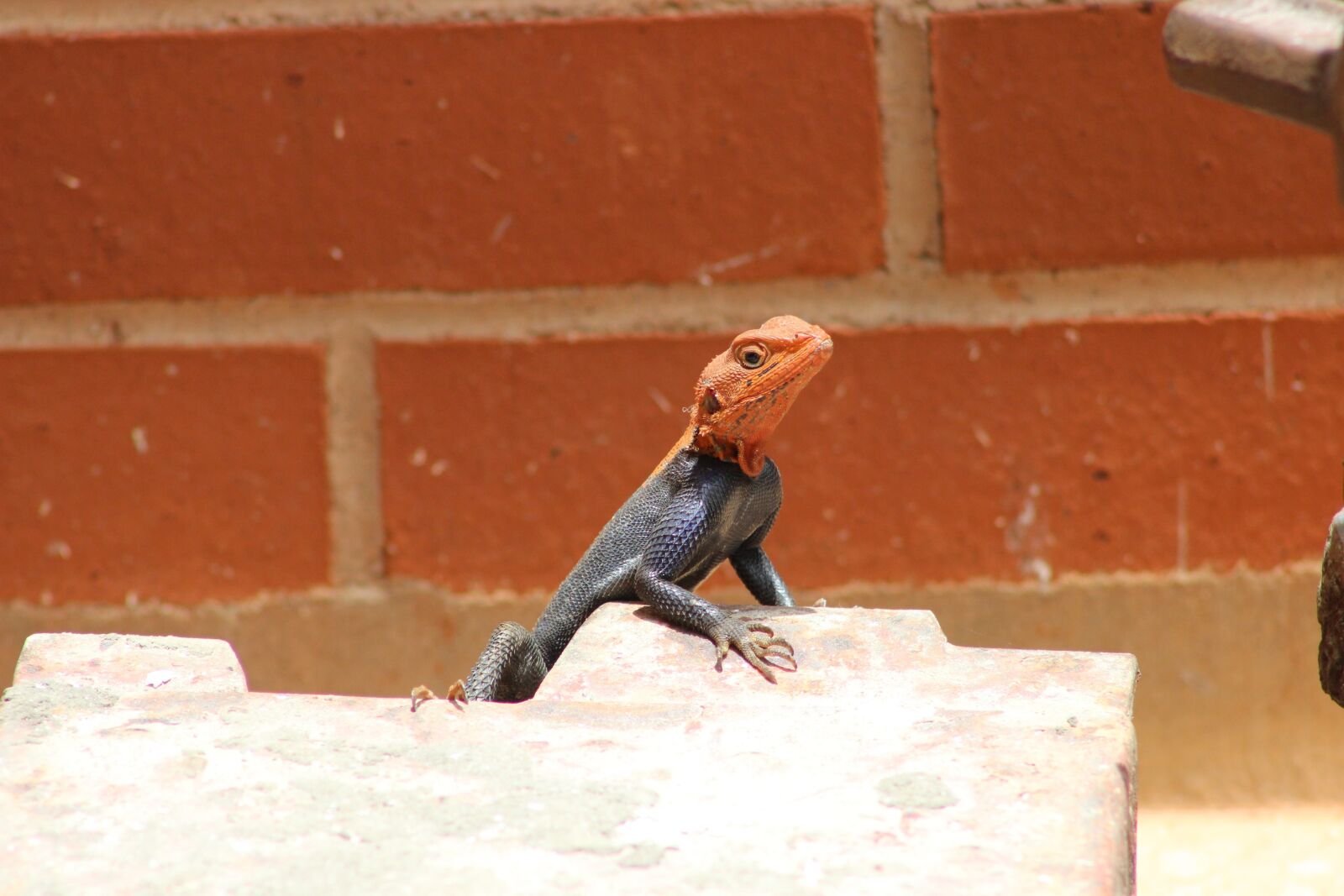 Canon EF 75-300mm f/4-5.6 sample photo. Agama, lizard, animal photography