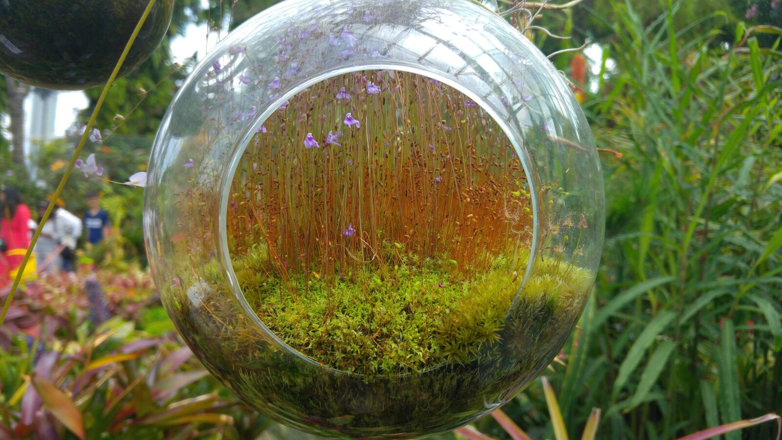 LG G4 sample photo. Plant, carnivorous, sundew photography