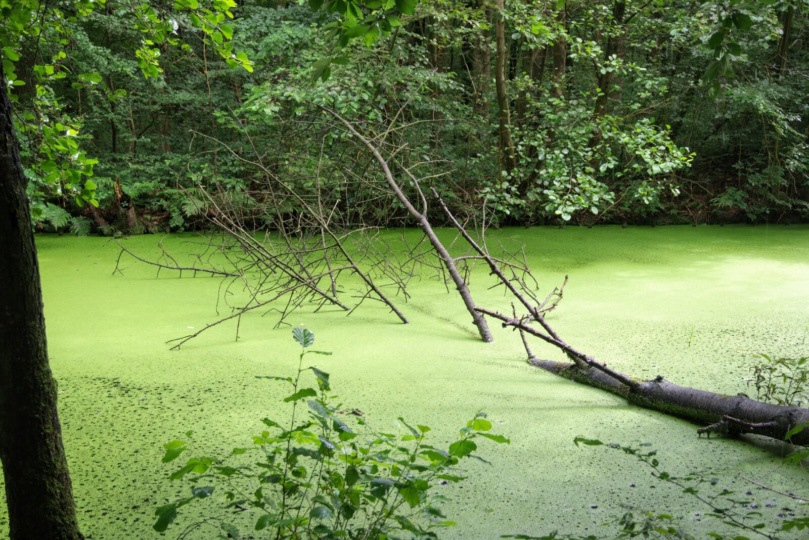 Sony Alpha a5000 (ILCE 5000) sample photo. Swamp, waterloopbos, water photography