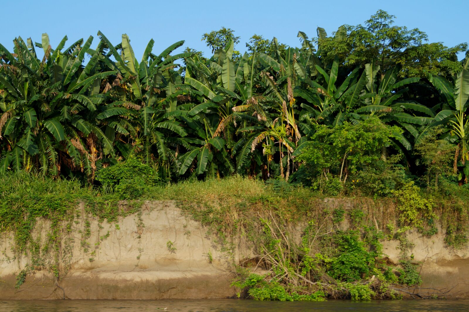 E 18-50mm F4-5.6 sample photo. Banana, colombian, colombia photography