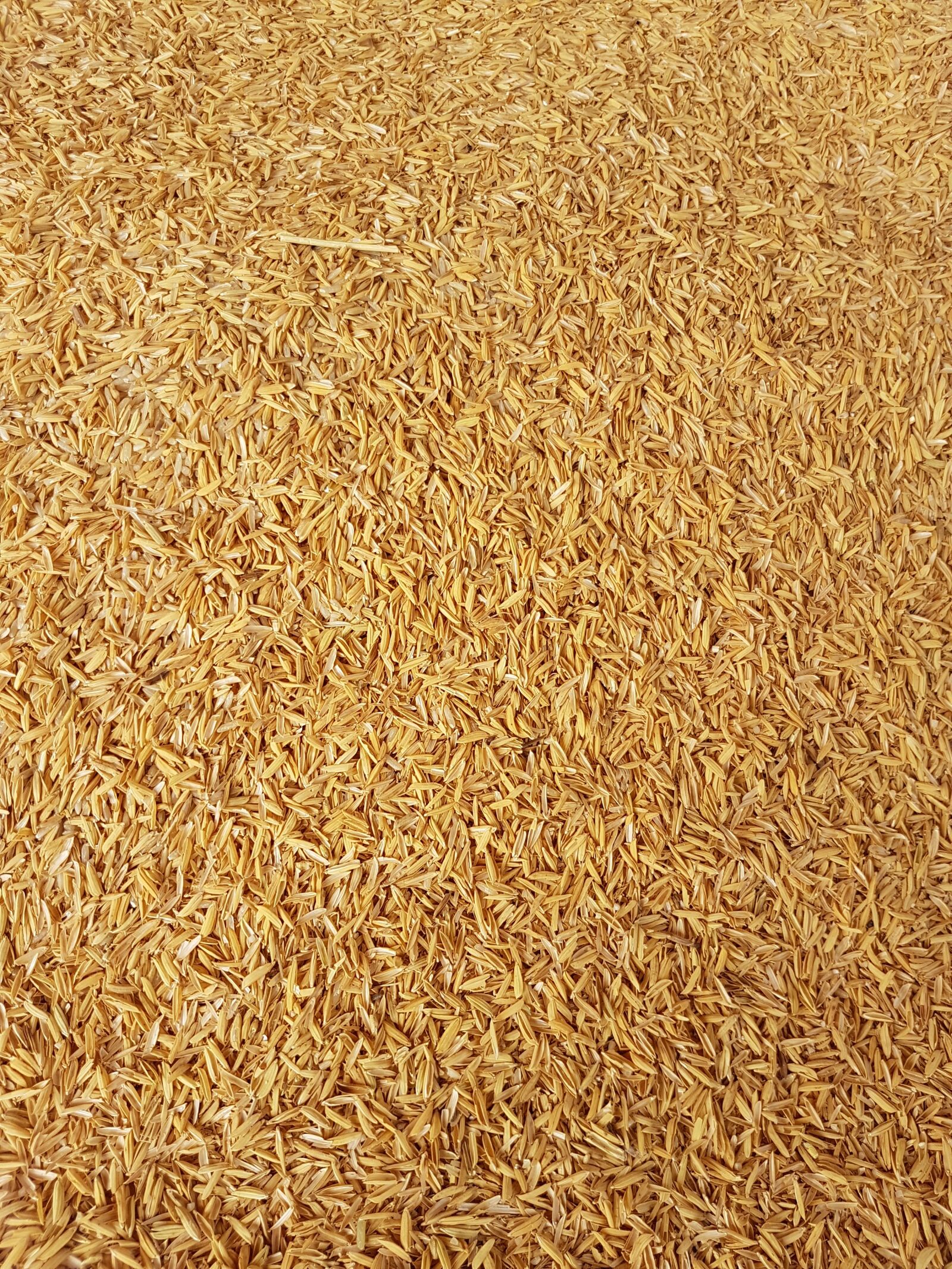 Samsung Galaxy S7 sample photo. Rice crust, rice, yellow photography