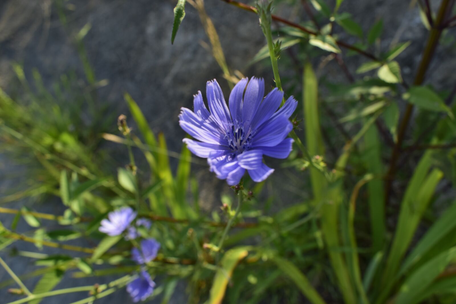 Nikon D5300 sample photo. Chicory, flower, nature photography