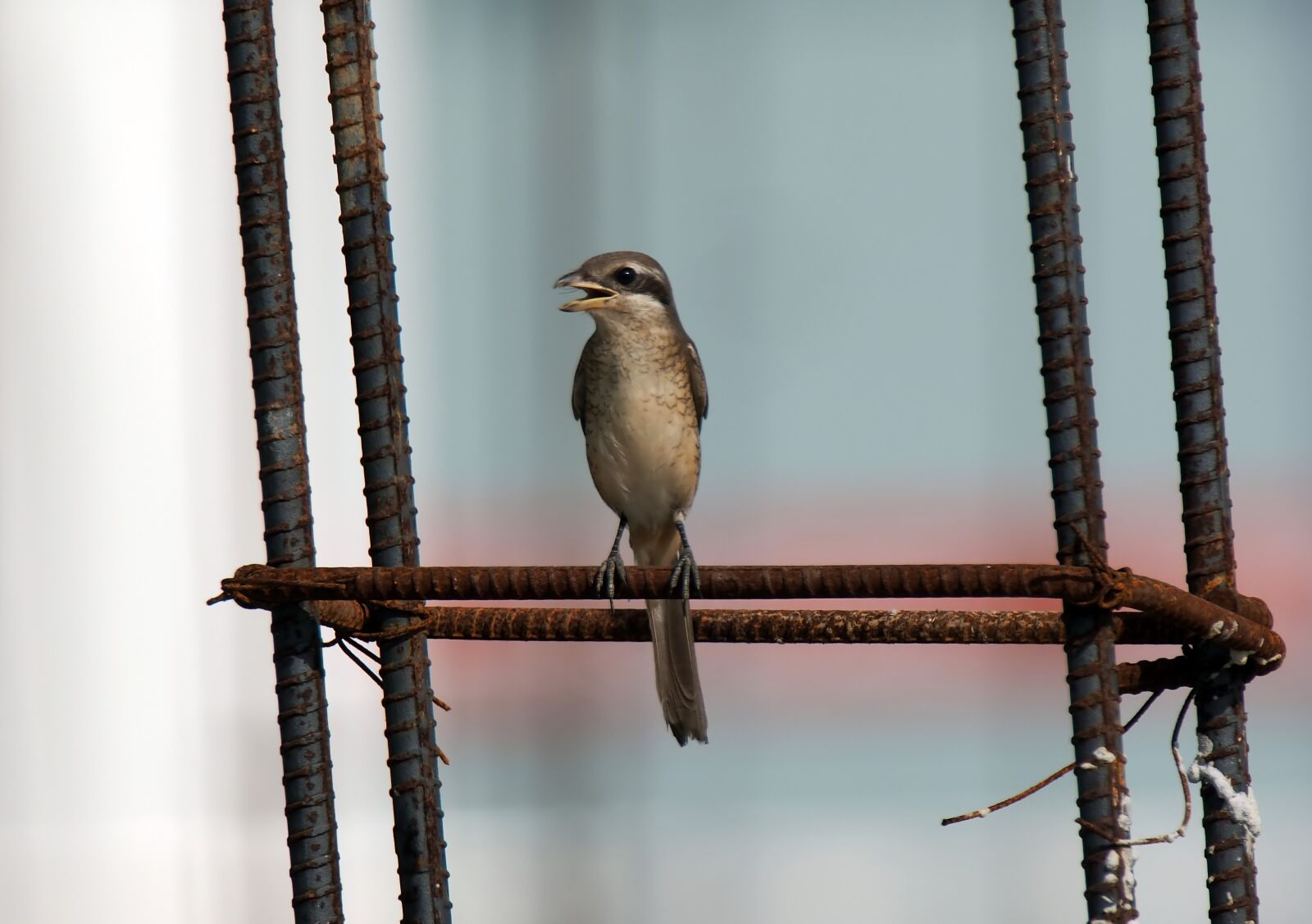 Olympus OM-D E-M1 sample photo. Bird, wild, natural photography