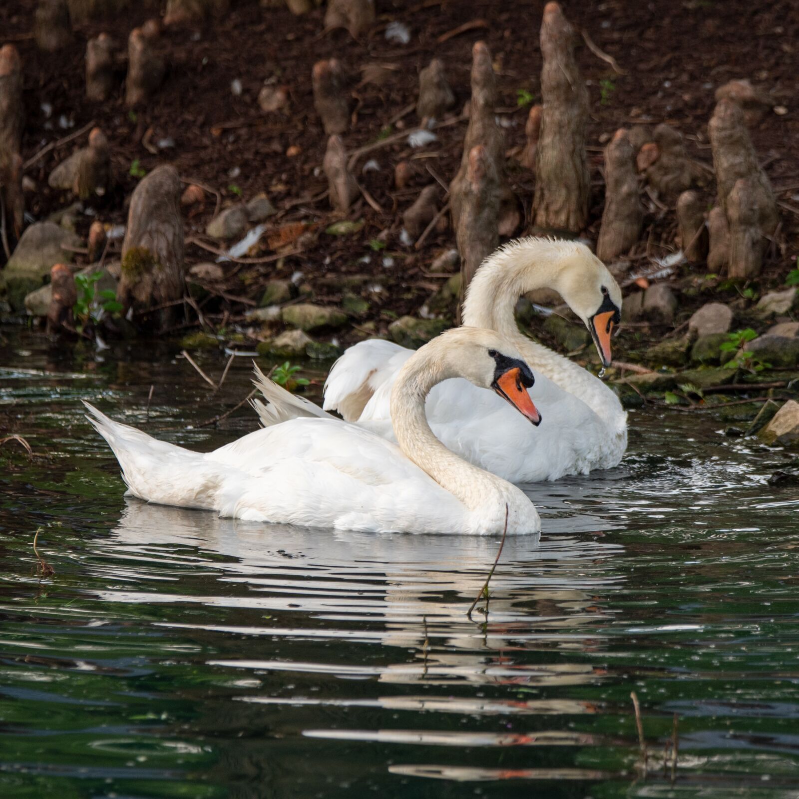 Nikon D750 sample photo. Swan, white swan, lake photography