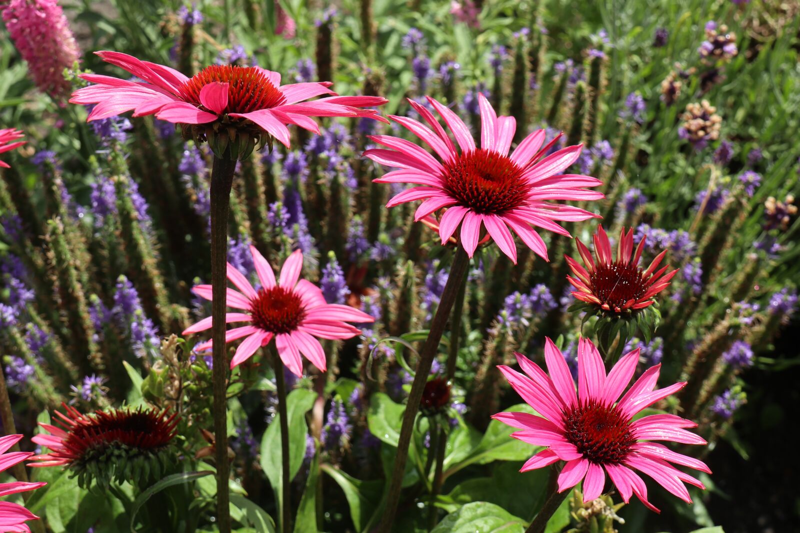 Canon EOS M6 sample photo. Garden, summer, flowers photography