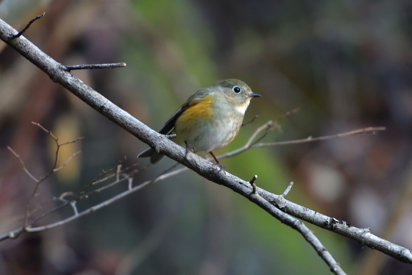 Nikon D500 sample photo. Natural, wild animals, outdoors photography