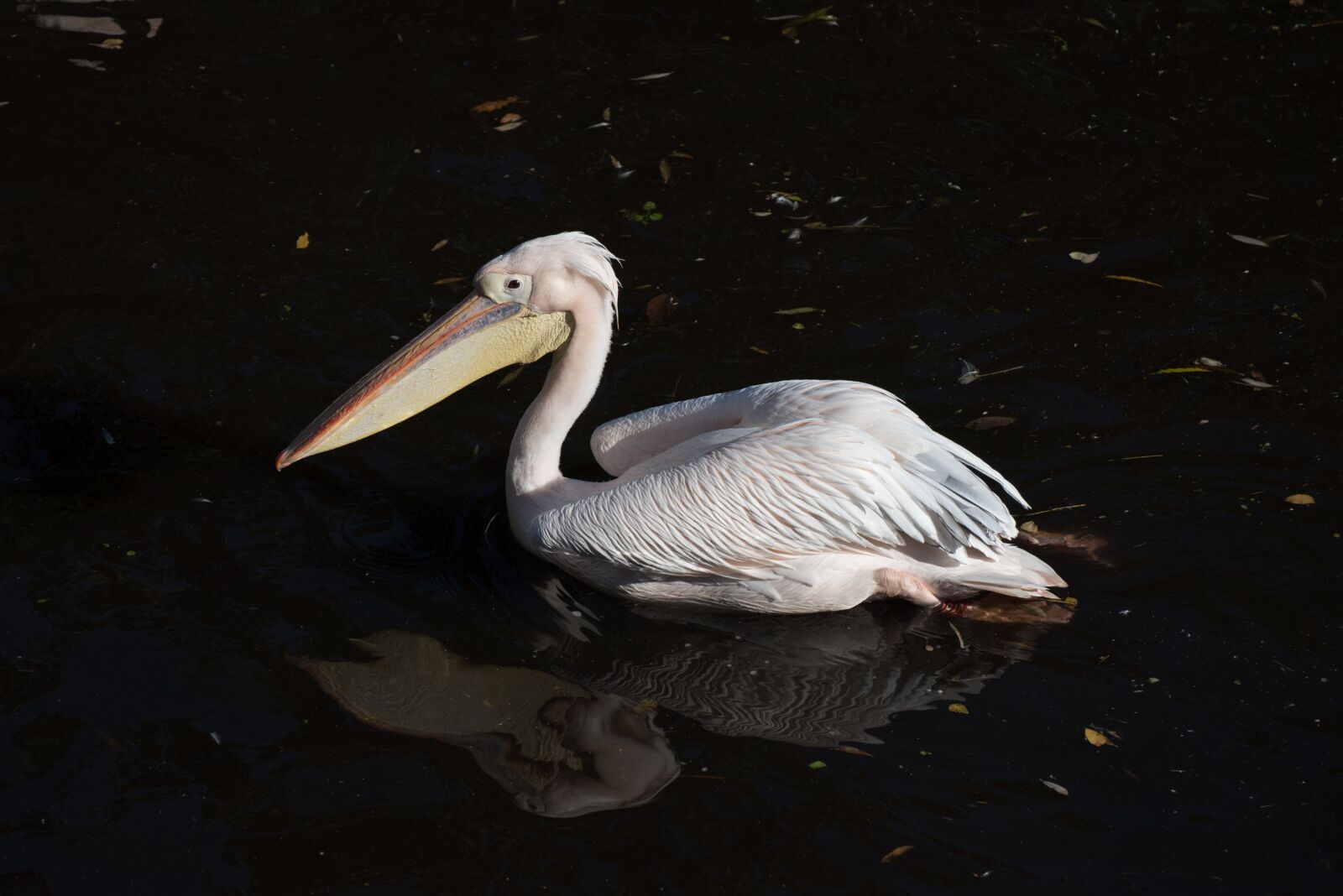 Nikon D750 sample photo. Pelican, bird, white photography