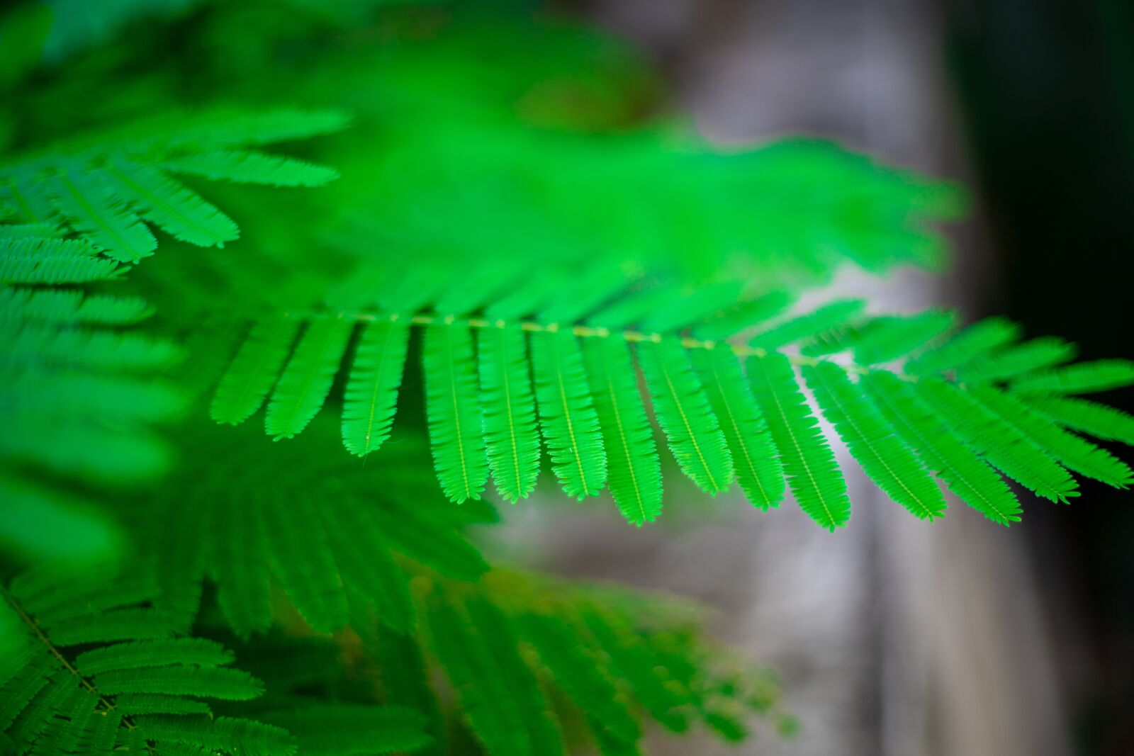 Canon EOS RP sample photo. Autumn leaves, green, nature photography