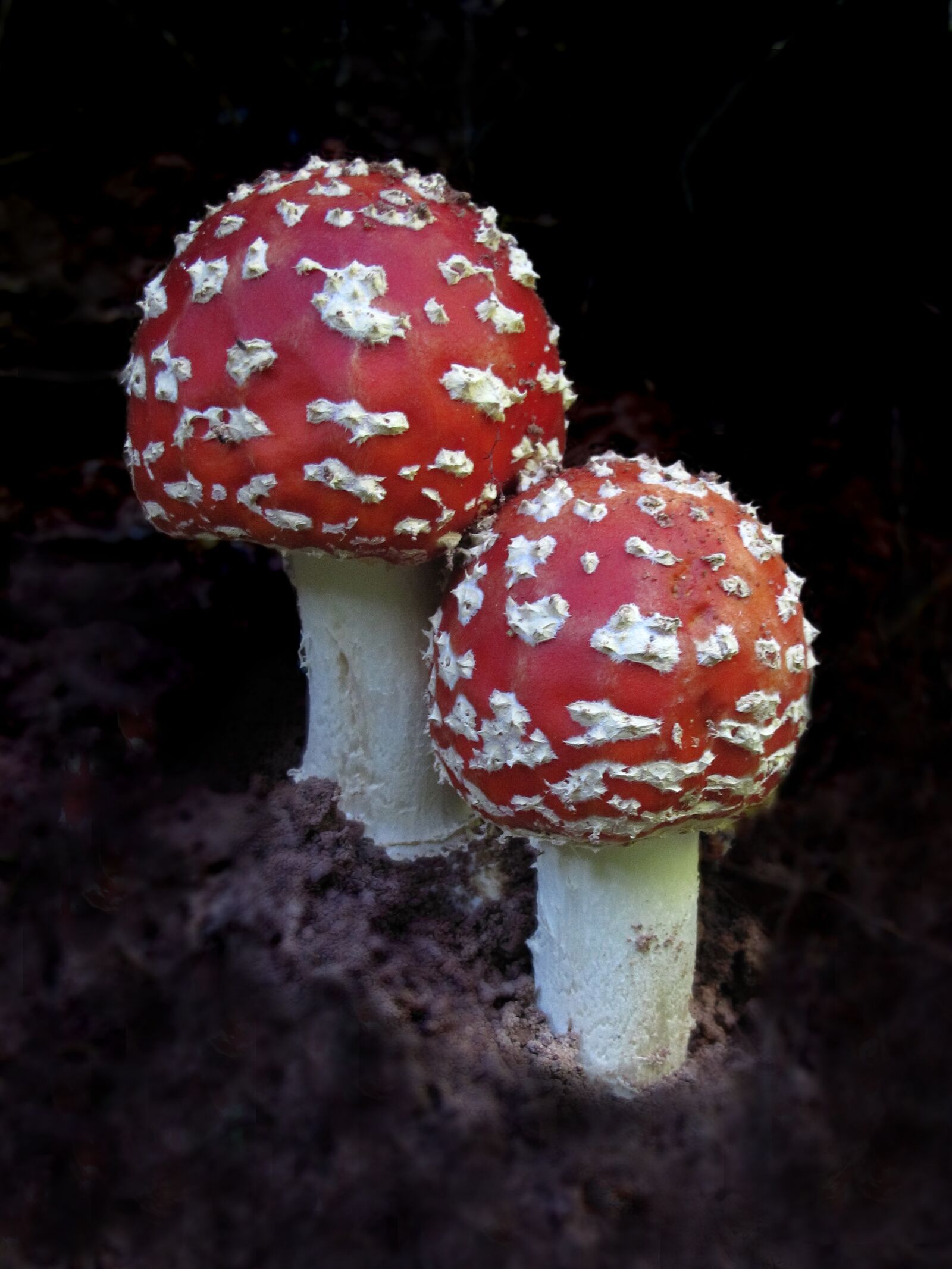 Canon PowerShot G12 sample photo. Plant, fly agaric, amanita photography
