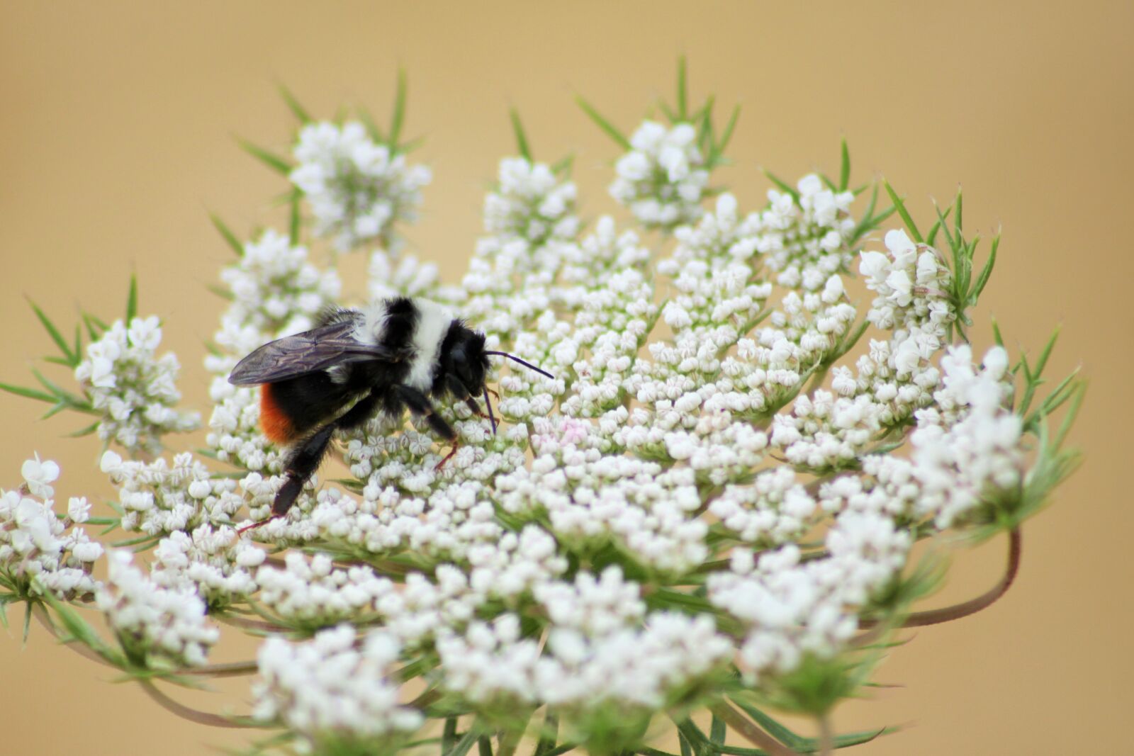 Canon EOS 500D (EOS Rebel T1i / EOS Kiss X3) sample photo. Nature, flower, white photography