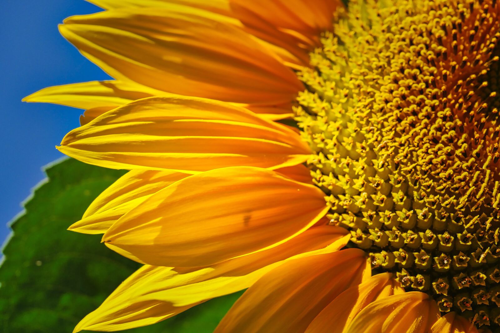Panasonic Leica DG Macro-Elmarit 45mm F2.8 ASPH OIS sample photo. Sunflower, bud, summer photography