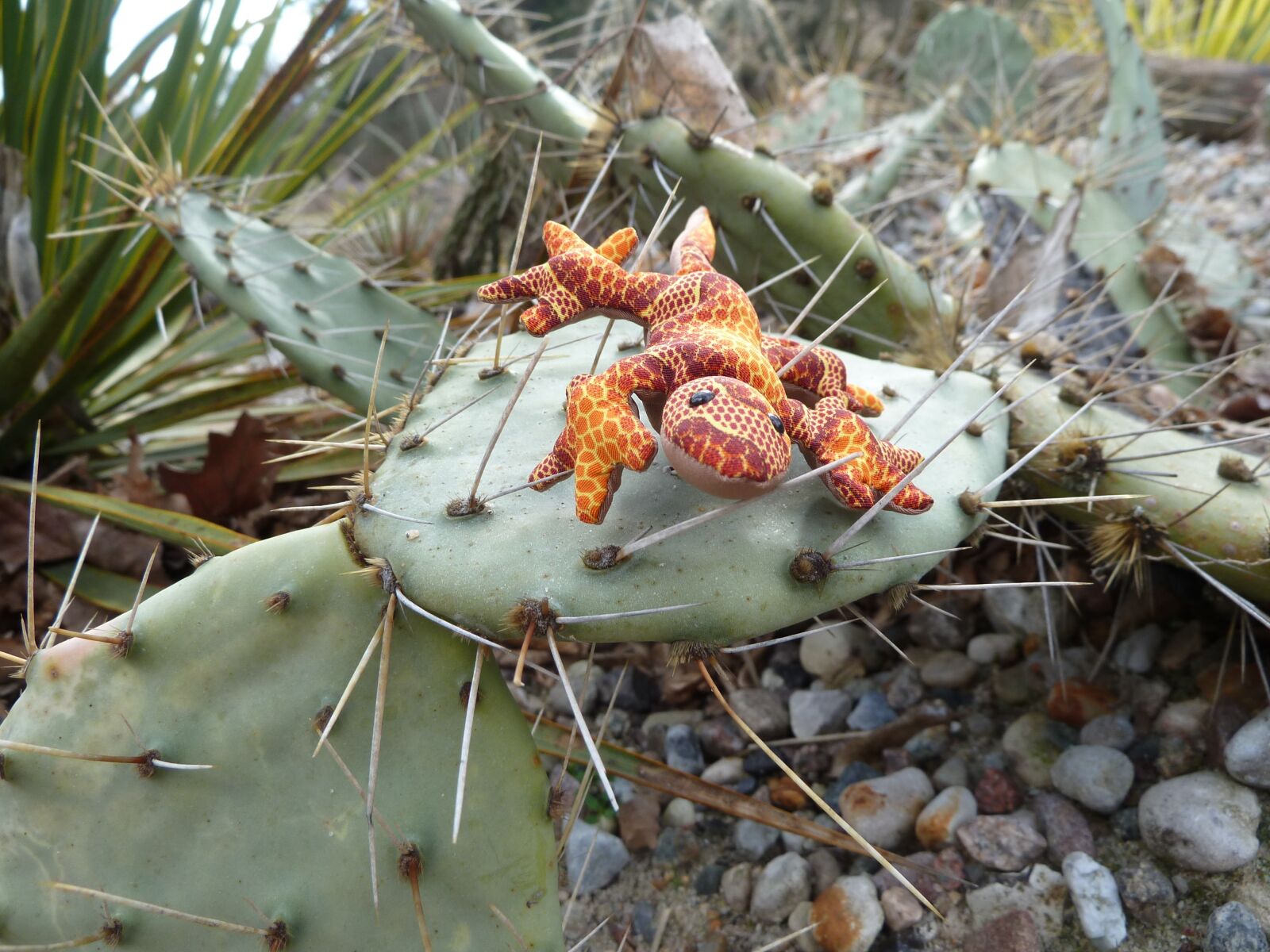 Panasonic Lumix DMC-ZS7 (Lumix DMC-TZ10) sample photo. Cactus, soft toy, lizard photography