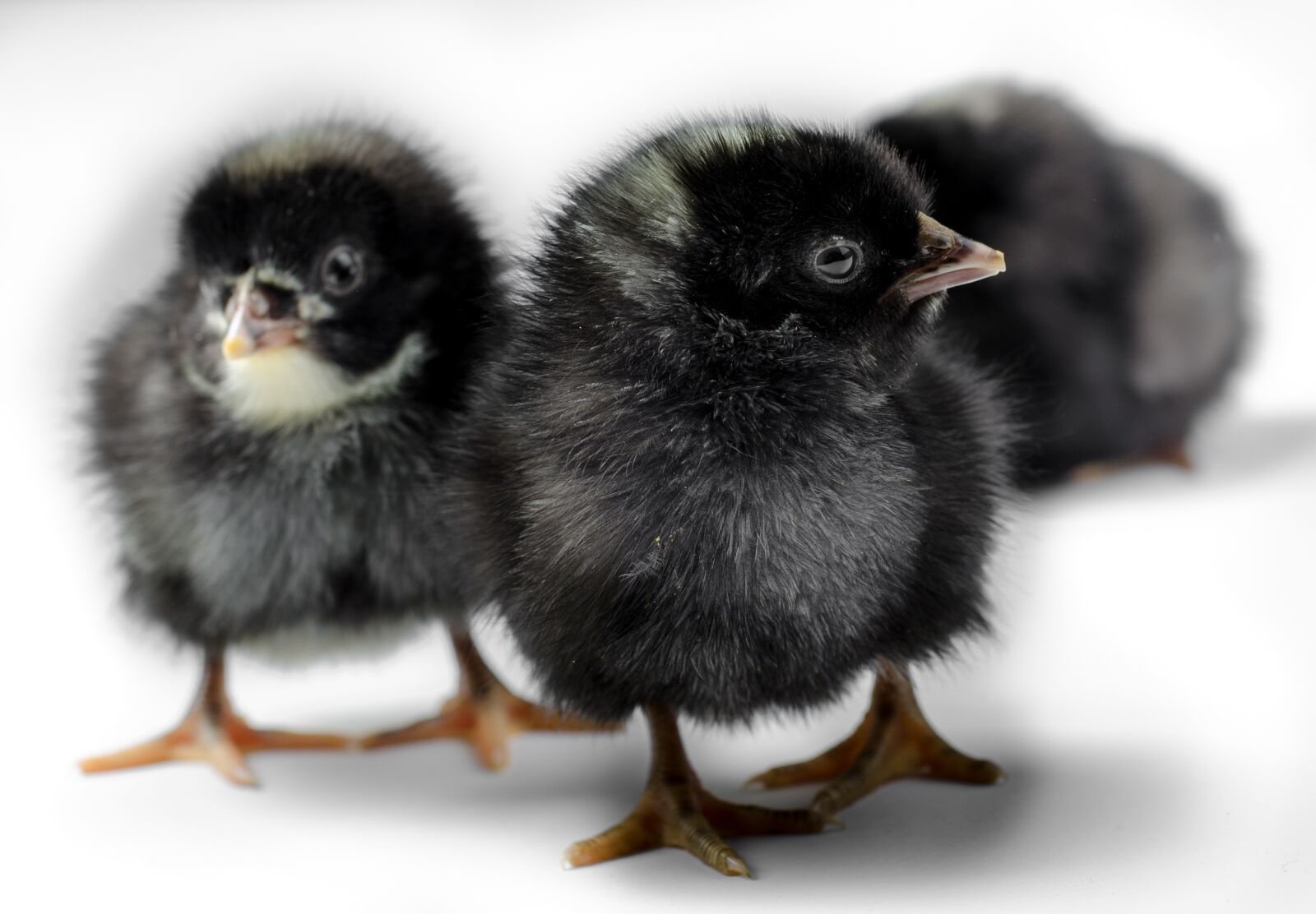 Nikon D7000 sample photo. Chicken, animal, farm photography