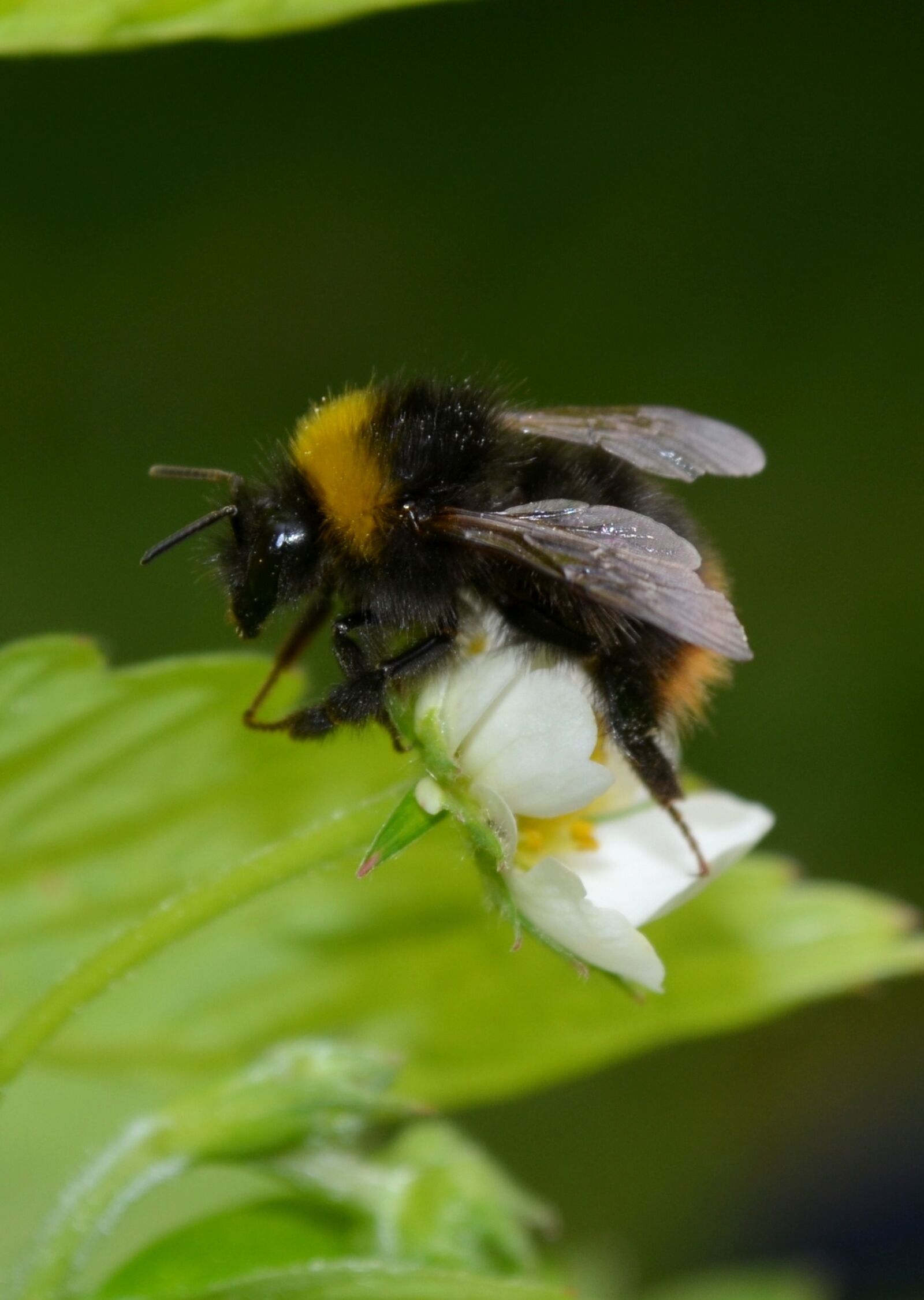 Nikon D5100 sample photo. Nature, insect, bumblebee photography