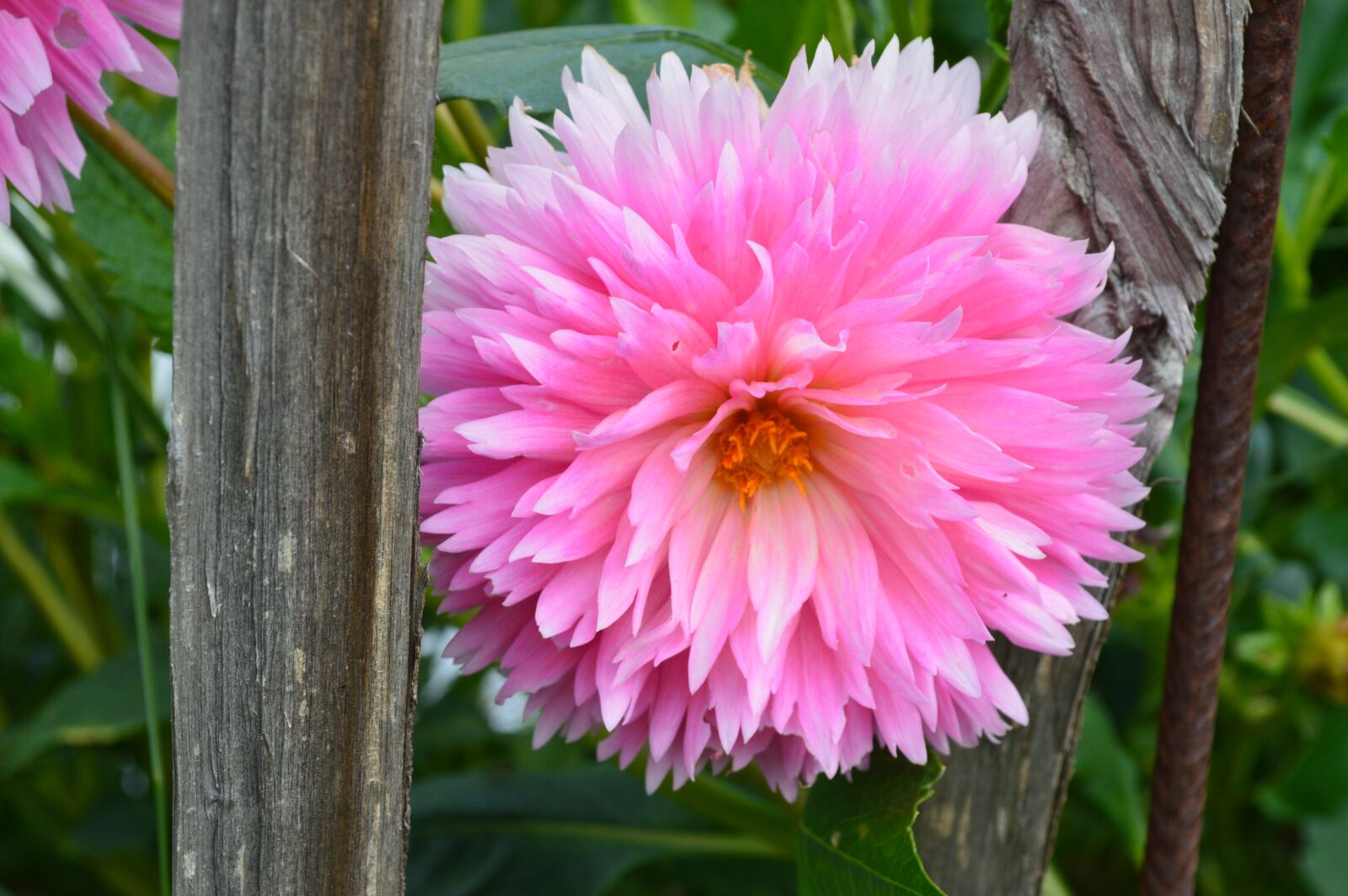 Nikon D3200 sample photo. Flower, blossom, bloom photography