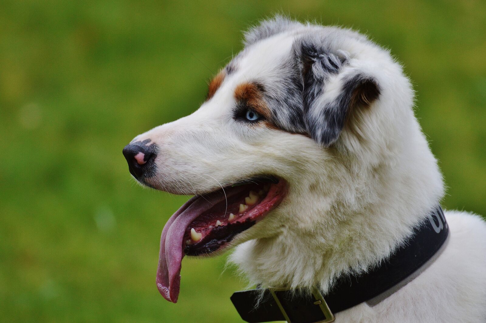 Nikon D3200 sample photo. Dog, play, meadow photography