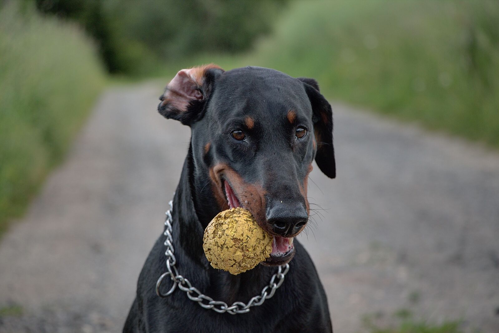 Canon EOS 70D sample photo. Doberman, dog, pet photography