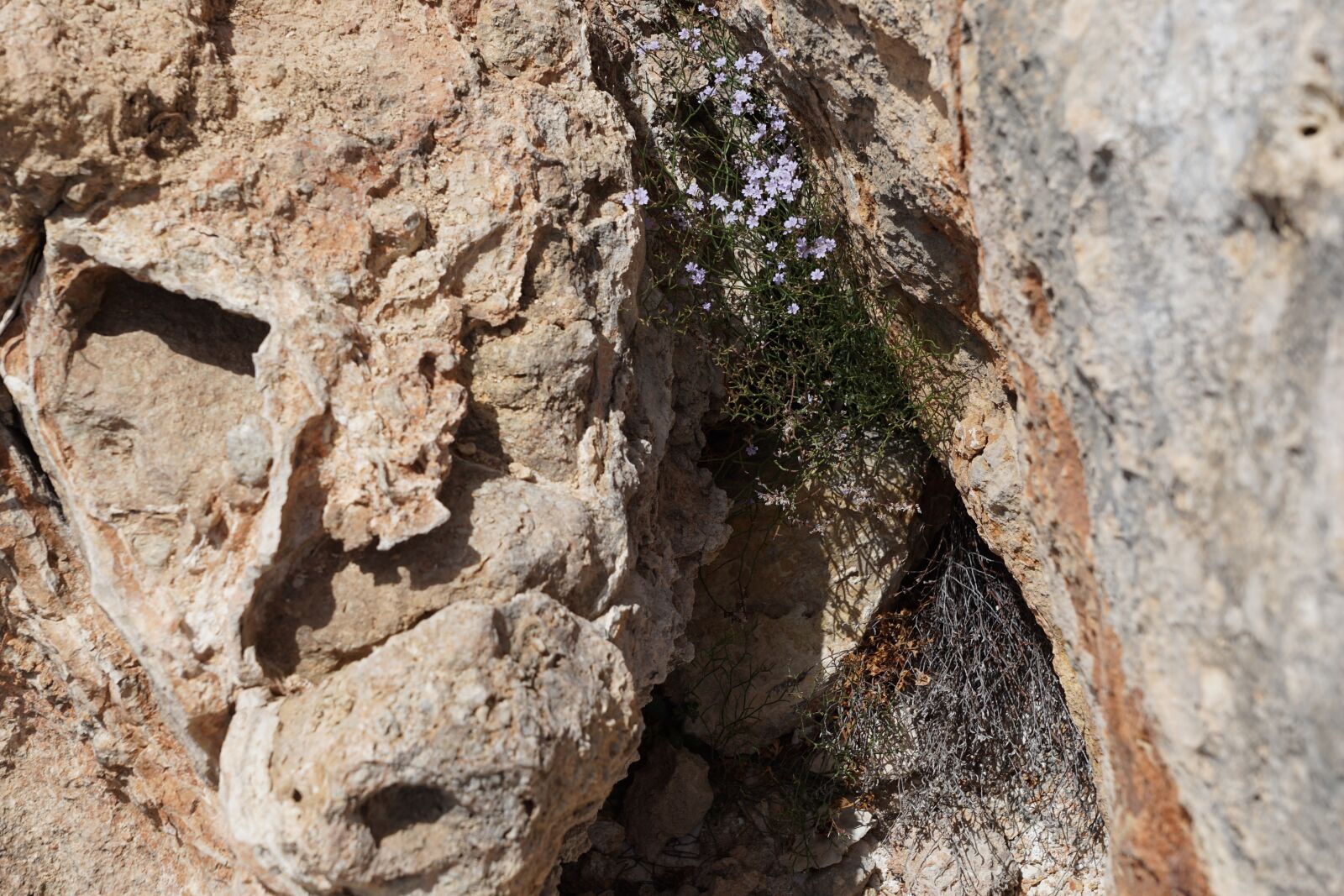 Sony DT 16-50mm F2.8 SSM sample photo. Flower, rock, nature photography