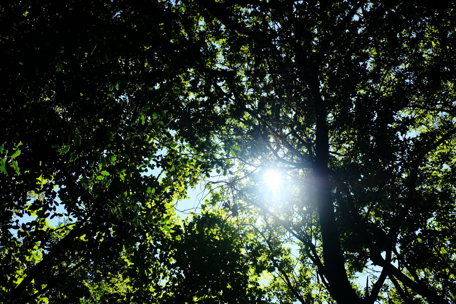 Fujifilm X-H1 sample photo