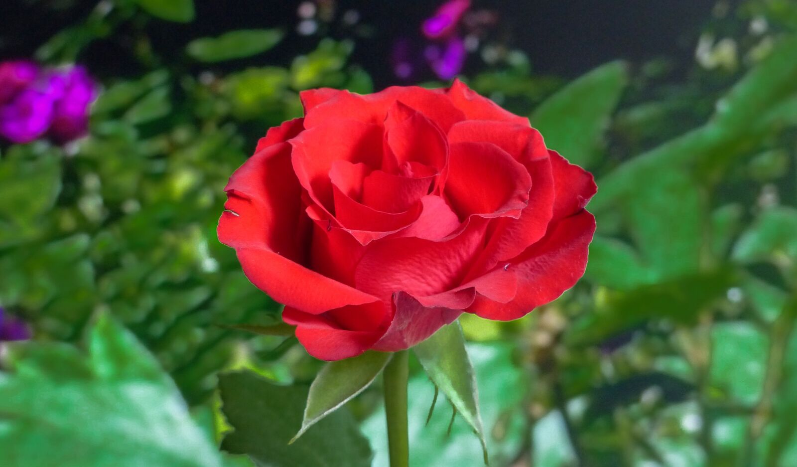 Panasonic Lumix DMC-FZ200 sample photo. Nature, flower, plant photography