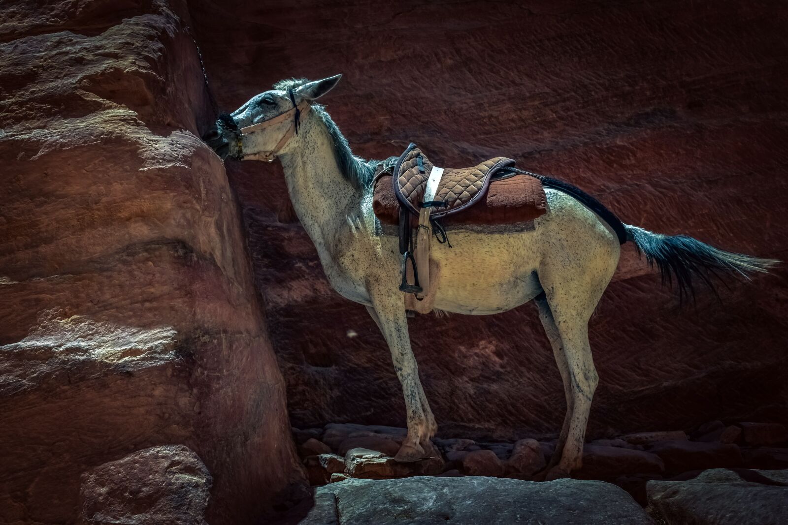 Nikon D3300 sample photo. Horse, animal, tied photography