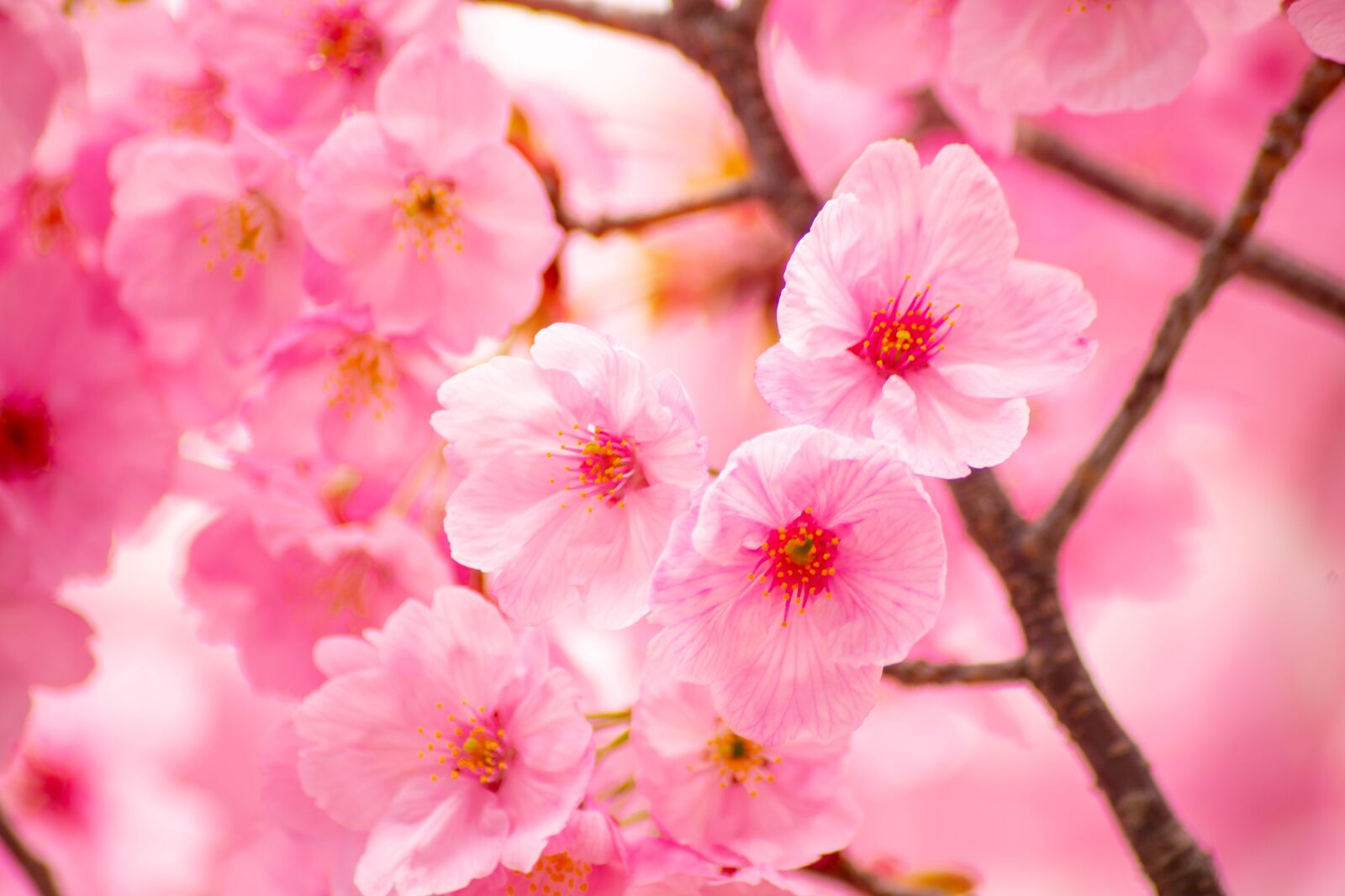 Nikon D850 sample photo. Cherry blossoms, flowers, spring photography