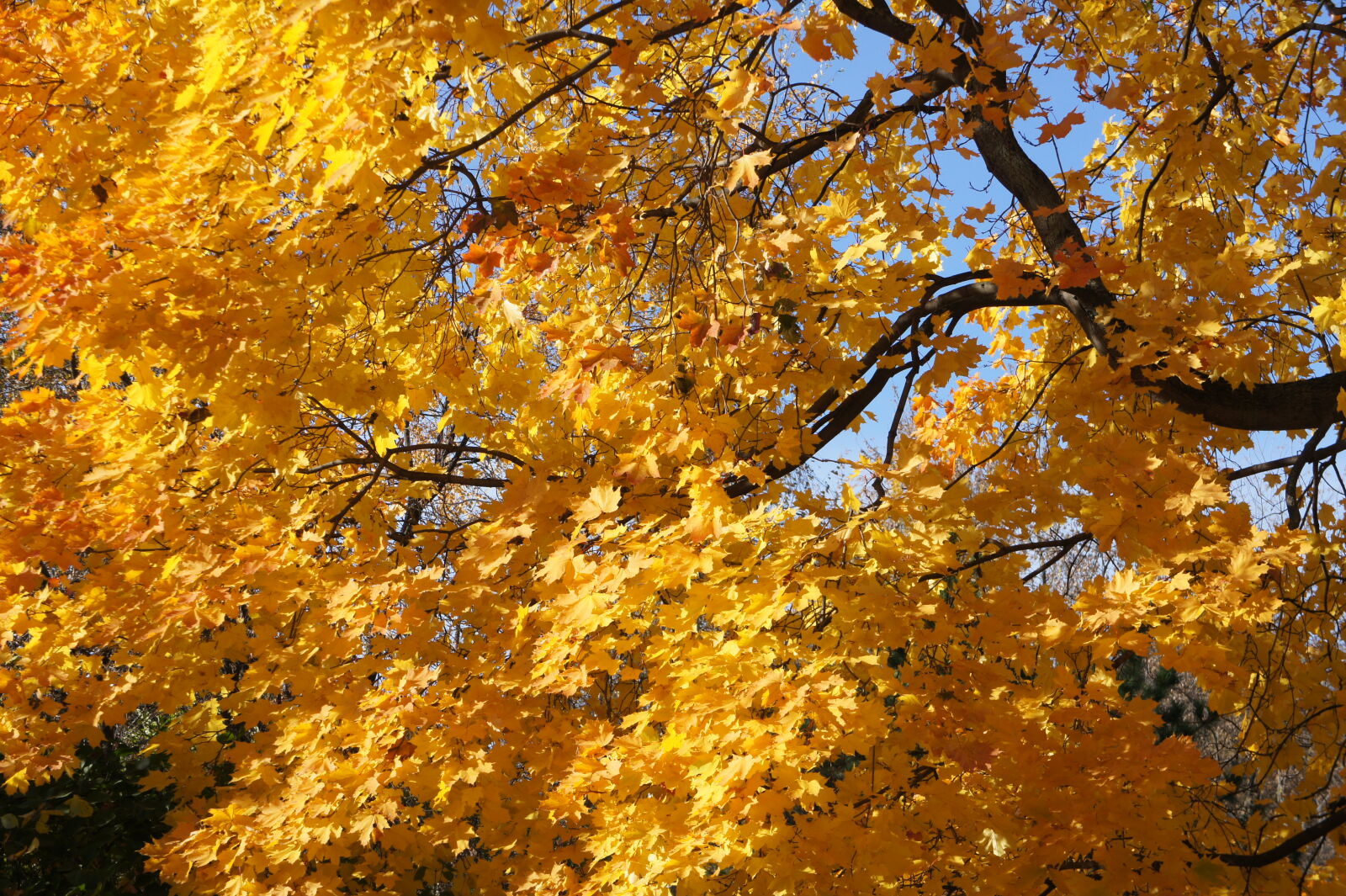 Sony E 18-55mm F3.5-5.6 OSS sample photo. Autumn, autumn, colours, leafs photography