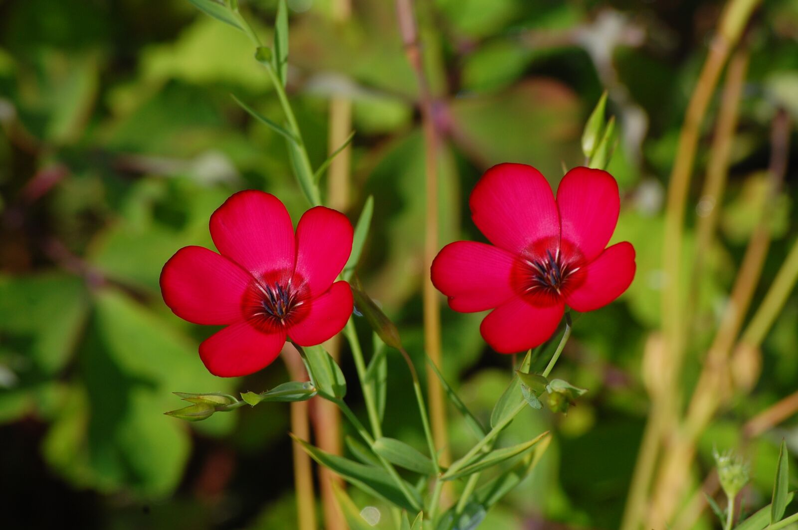 Nikon D40 sample photo. Red, plant, flower photography