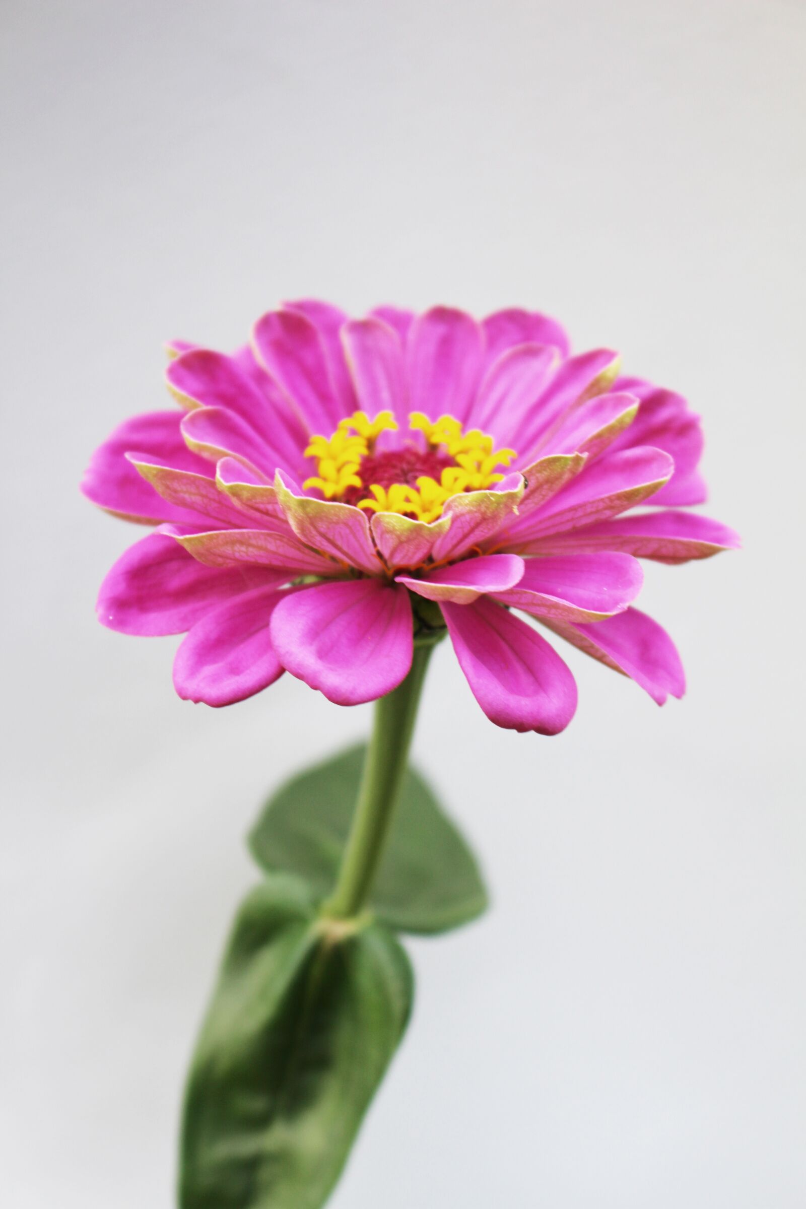 Canon EOS 700D (EOS Rebel T5i / EOS Kiss X7i) sample photo. Pink, purple, one photography