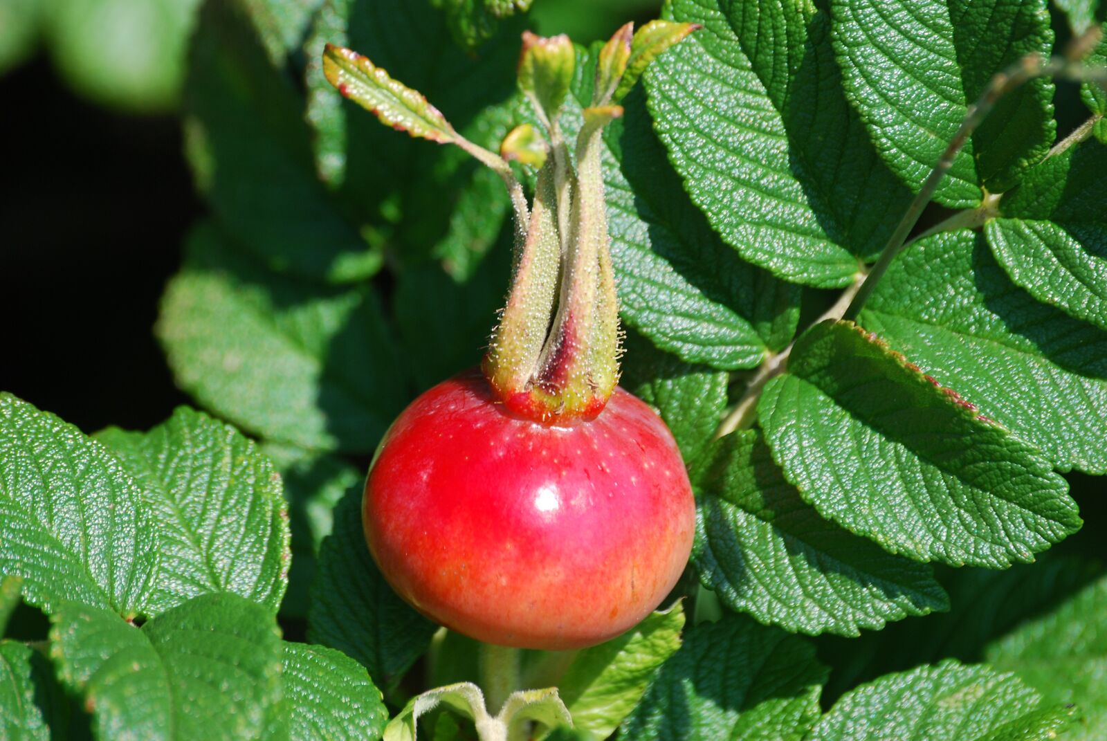 Nikon D80 sample photo. Rosehip, plant, natural photography