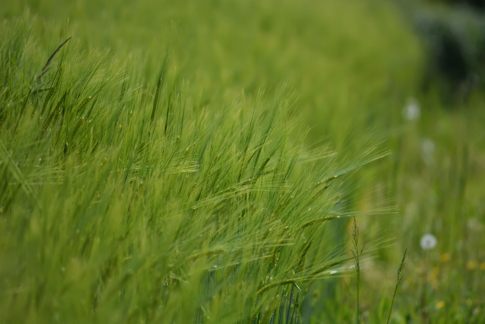 Nikon D5200 sample photo. Grass, spikes, grain photography