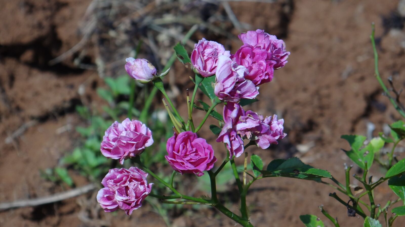 Sony Cyber-shot DSC-HX100V sample photo. Rose, flower, blossom photography