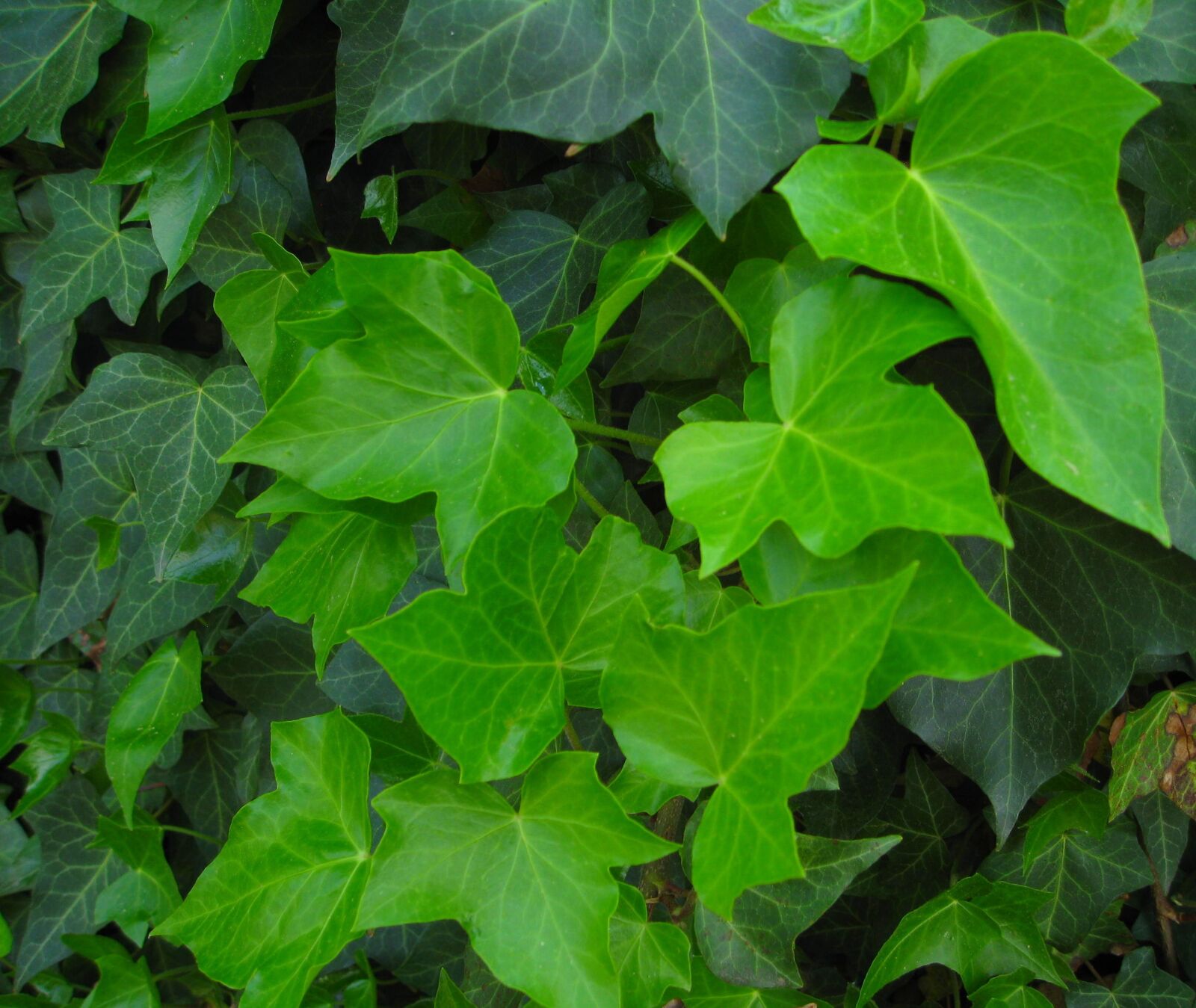 Canon DIGITAL IXUS 950 IS sample photo. Ivy, green, leaves photography