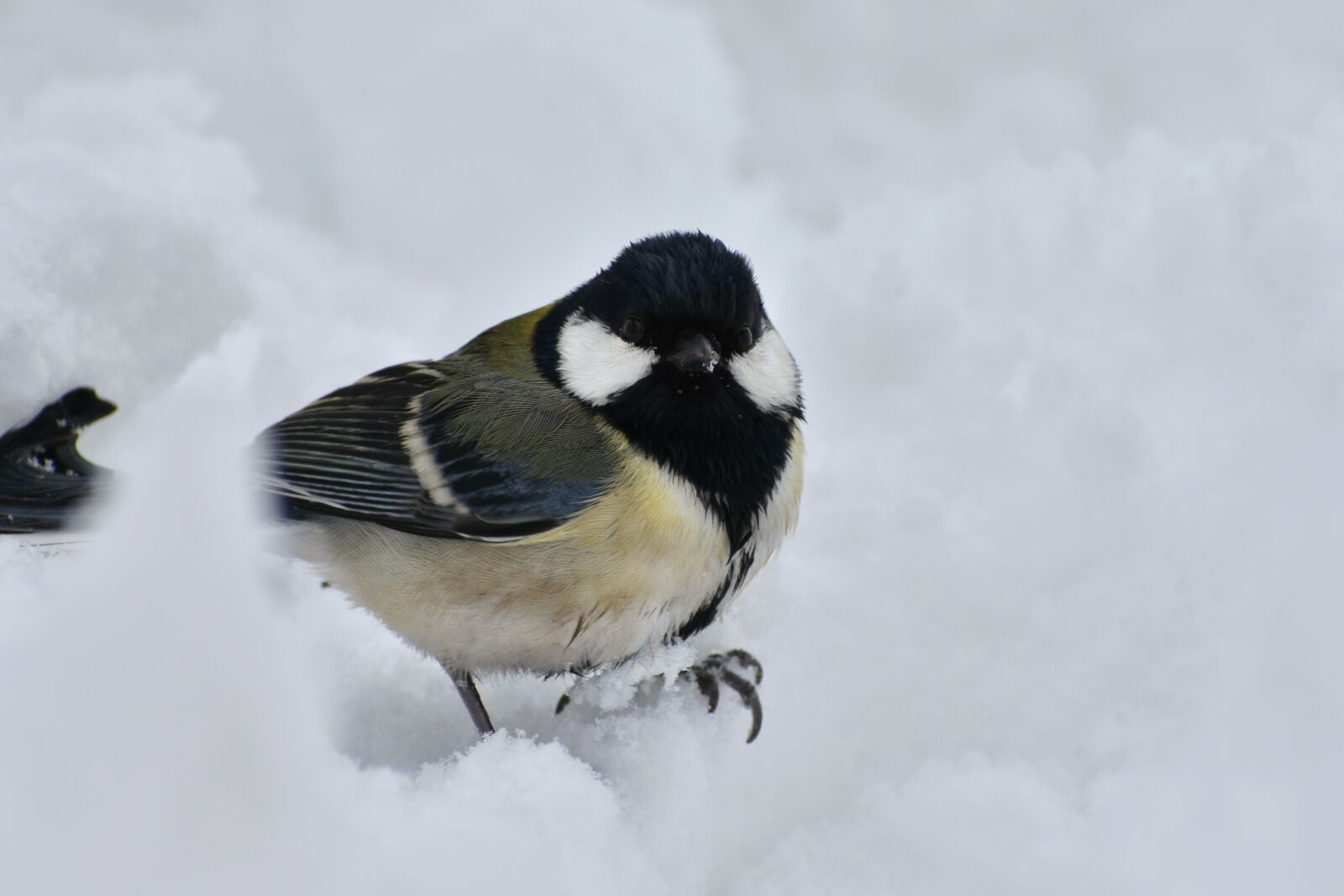 Nikon D7200 sample photo. Animal, bird, wild birds photography