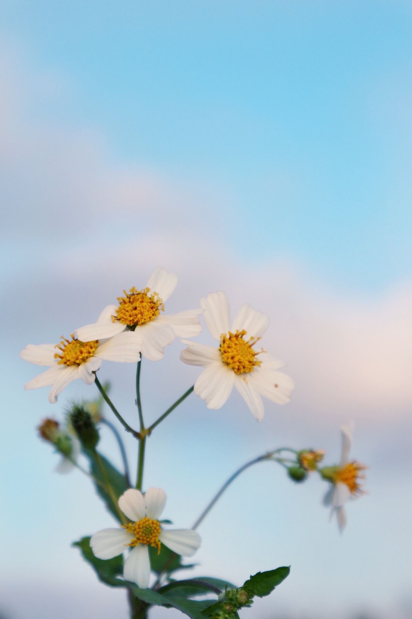 Canon EOS M10 sample photo. Daisy, flowers, sky photography